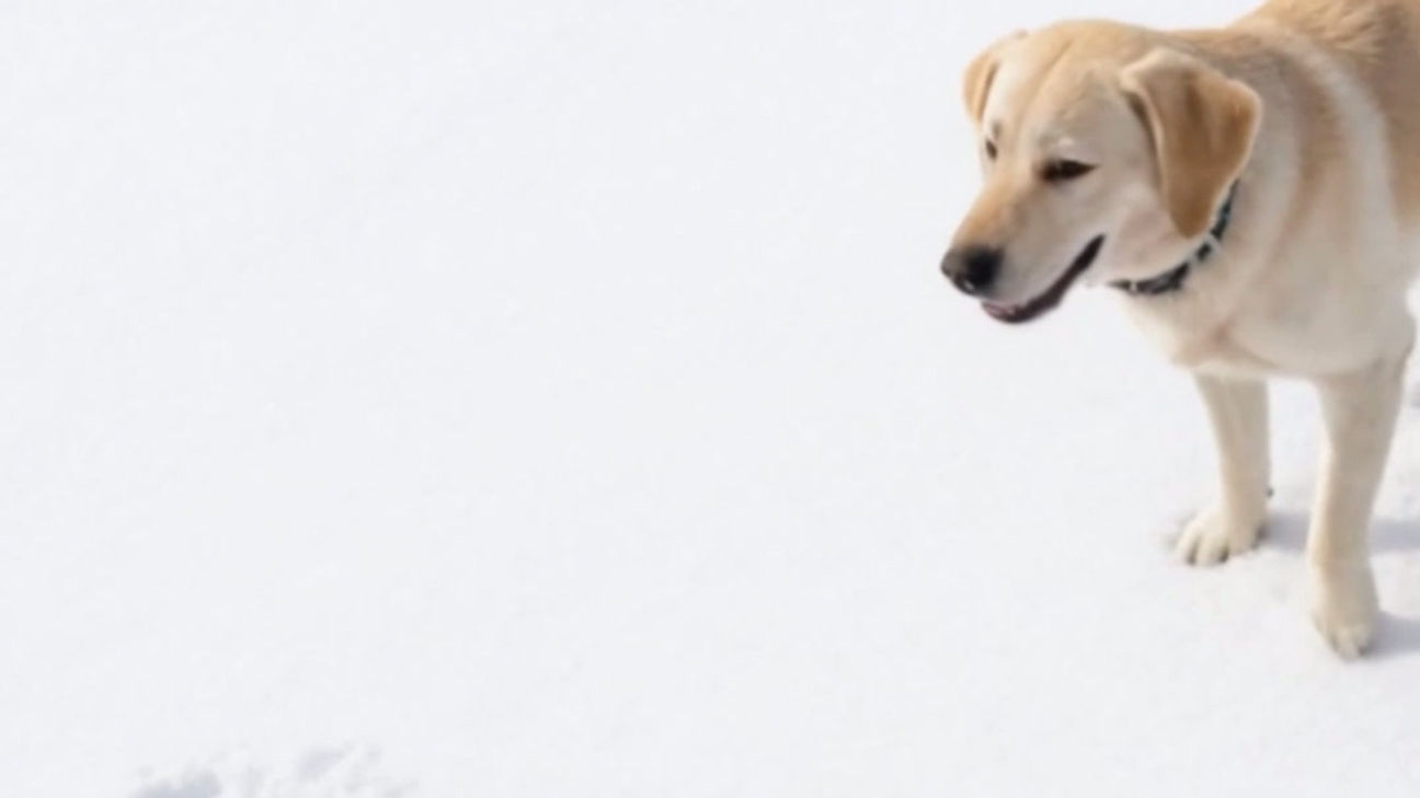 AI-ШІ реклама для Pethouse_3